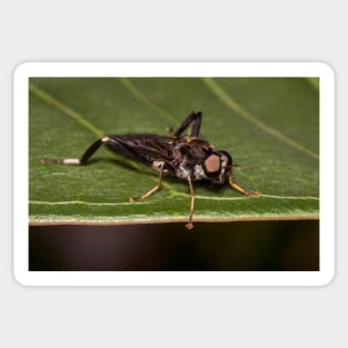 Soldier Fly Sticker